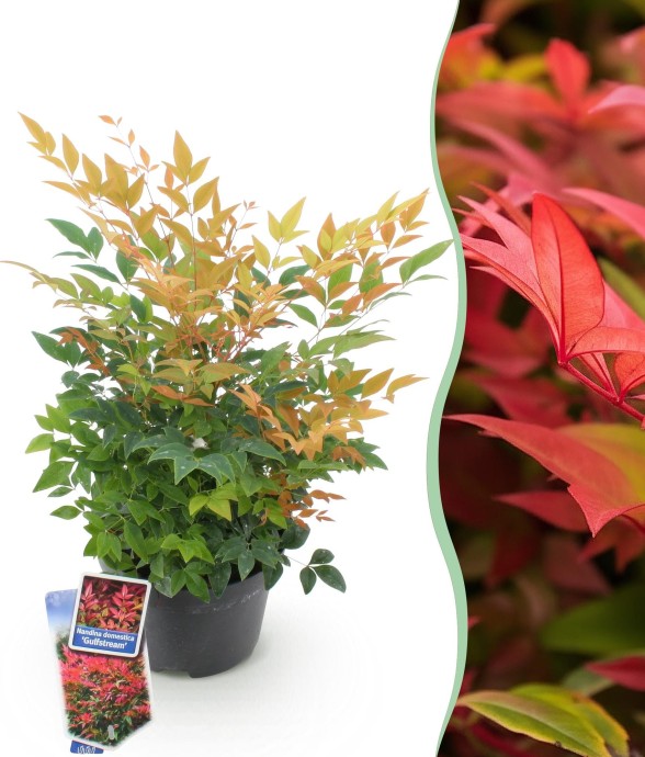 Nandina domestica...
