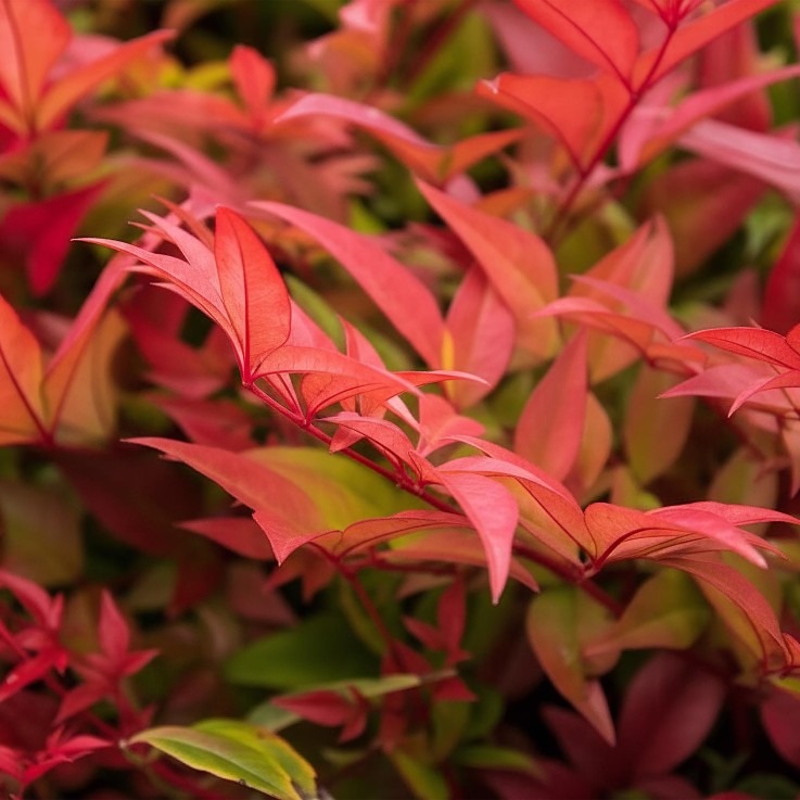 Nandina domestica Gulfstream en pot