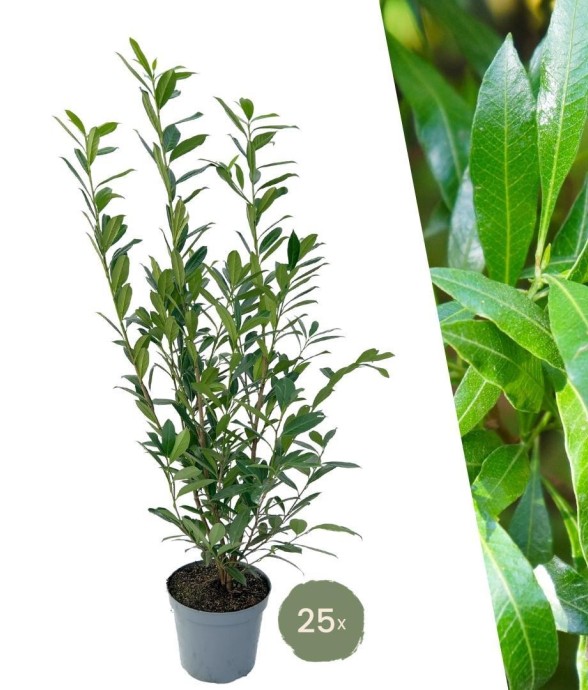 Laurier caucasica x10 -  125