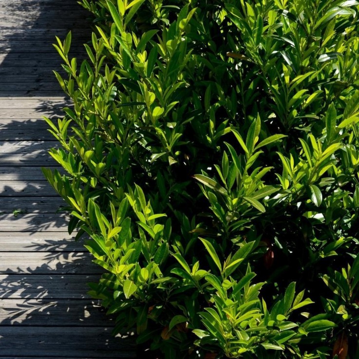 Laurier caucasica x10 -  125