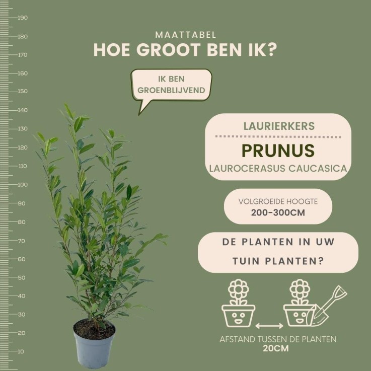 Laurier caucasica x10 -  125