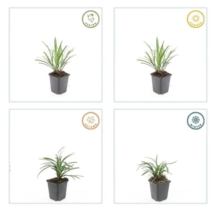 Ophiopogon - Herbe aux Turquoises 'Ingwersen' -  60