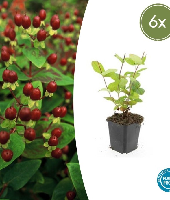 Millepertuis inodore...