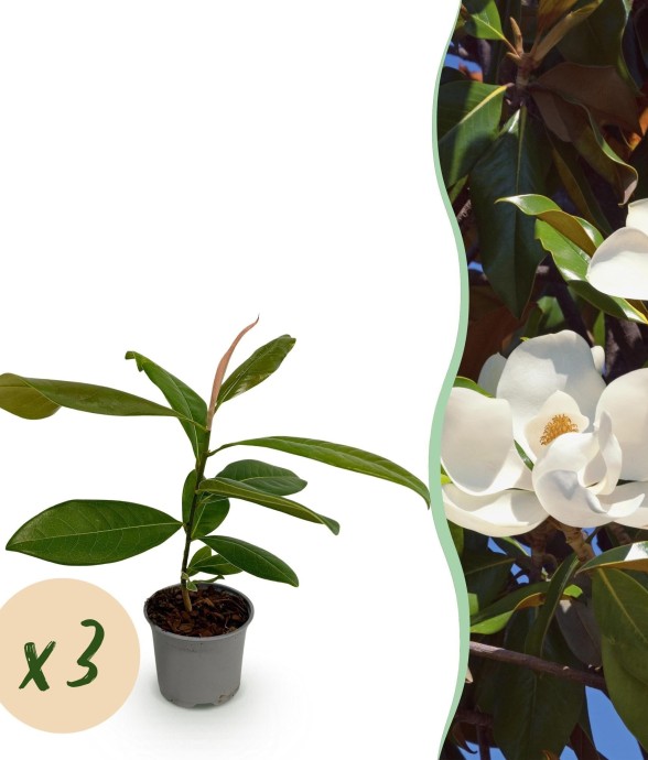 Magnolia grandiflora x3