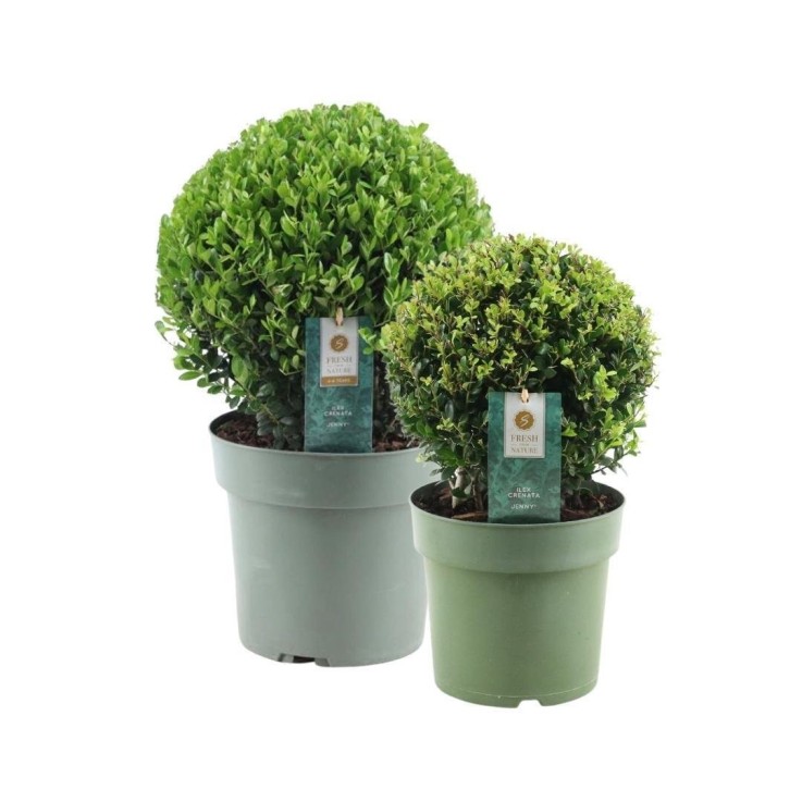 Ilex crenata 'Jenny' x2 -  Pot en bois