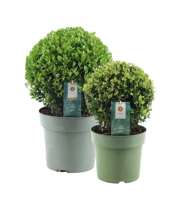 Ilex crenata 'Jenny' x2 -...