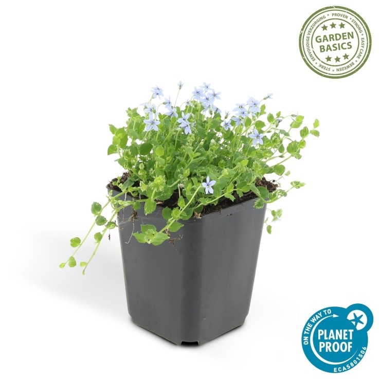 Isotoma fluviatilis -  12