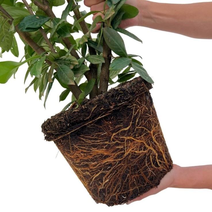 Laurier novita x10 -  125