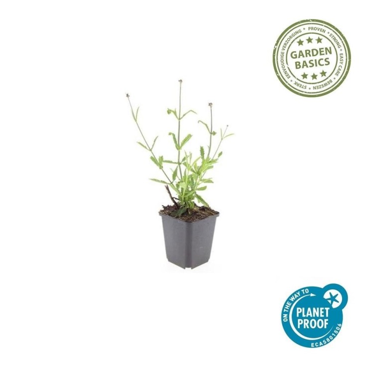 Verveine de Buenos Aires 'Lollipop' -  12