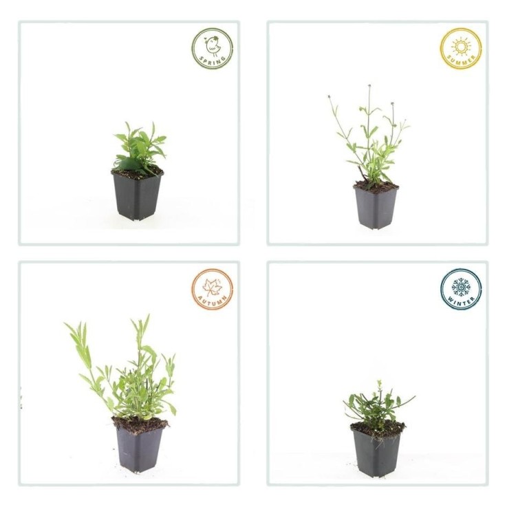 Verveine de Buenos Aires 'Lollipop' -  12