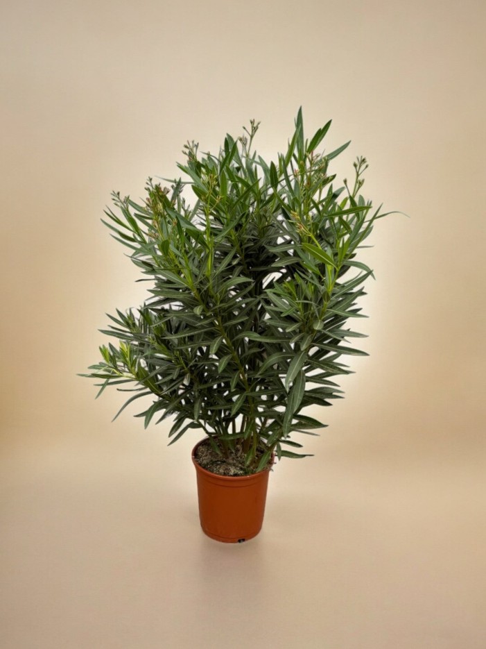 Nerium Oleander struik met rode bloem - 110 cm - Ø27cm