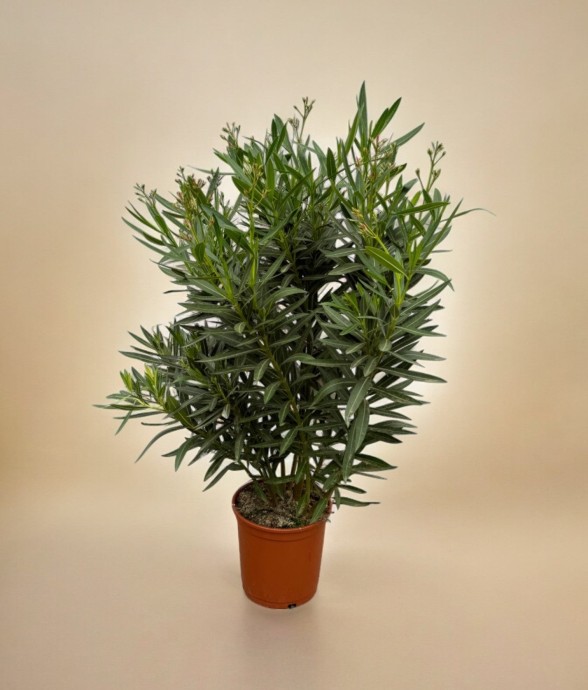 Nerium Oleander struik met...