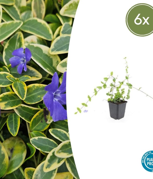 Petite Pervenche 'Blue and...