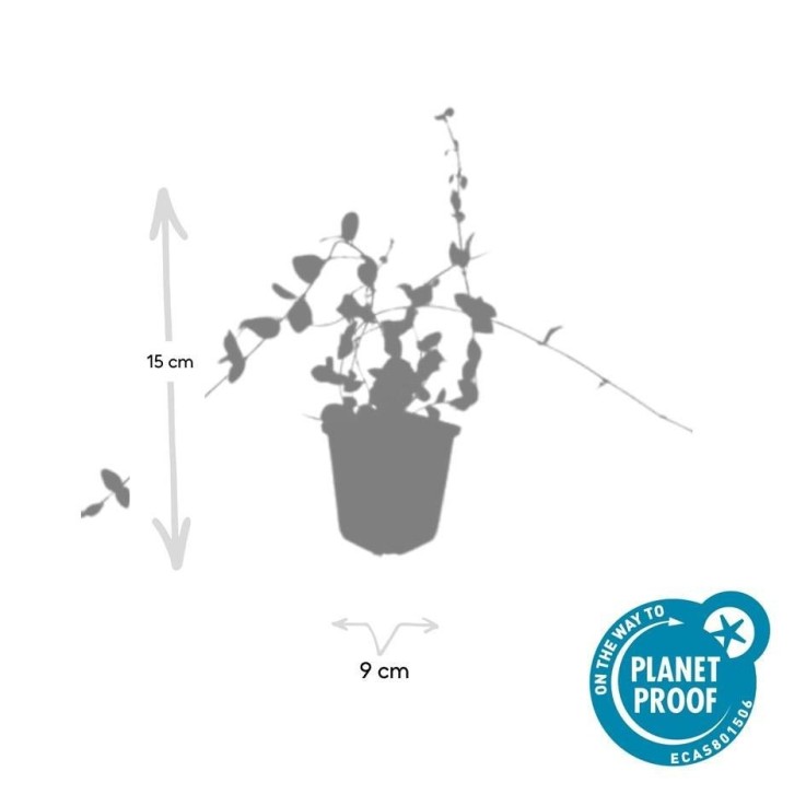 Petite Pervenche 'Blue and Gold' -  12