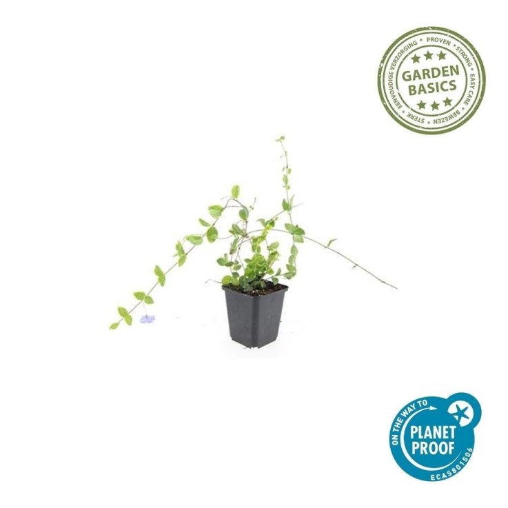 Petite Pervenche 'Blue and Gold' -  12