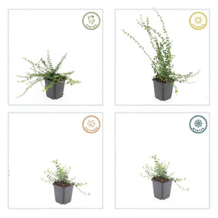 Fusain de Fortune 'Minimus' -  60