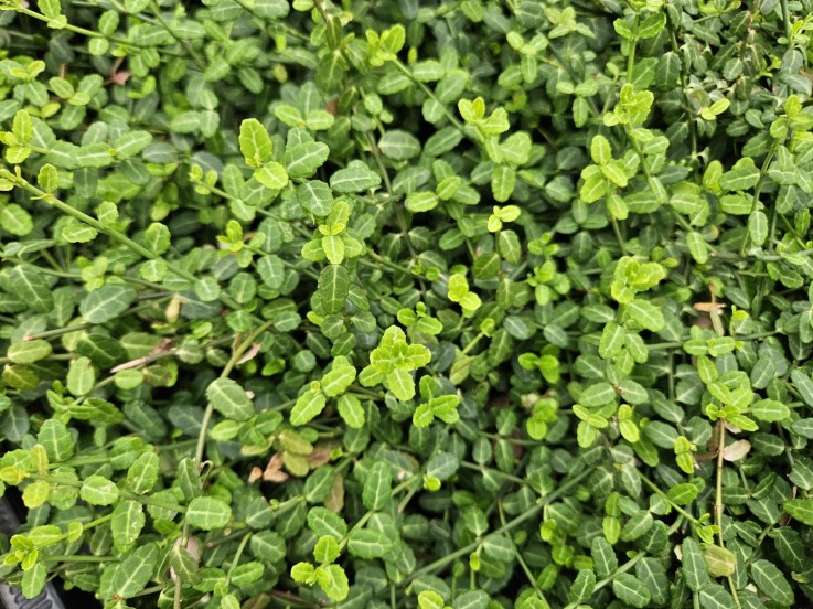 Fusain de Fortune 'Minimus' -  60