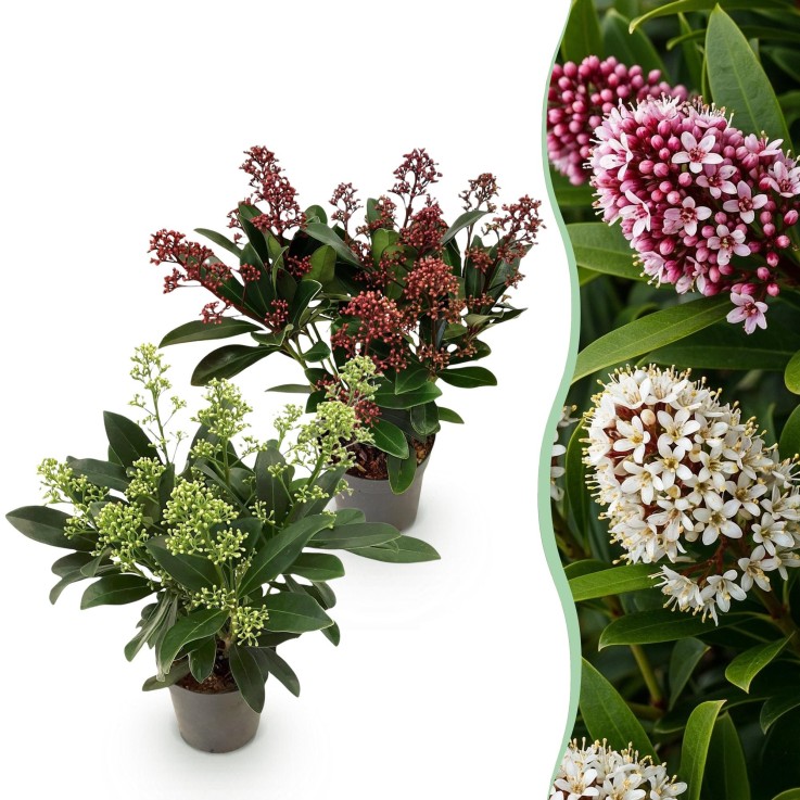 Skimmia japonica Duo en pot x2