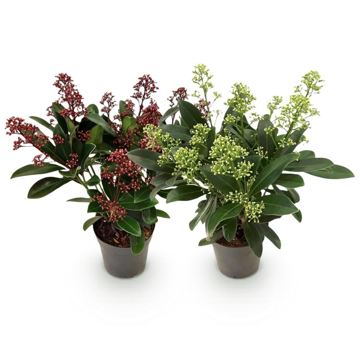 Skimmia japonica Duo en pot x2