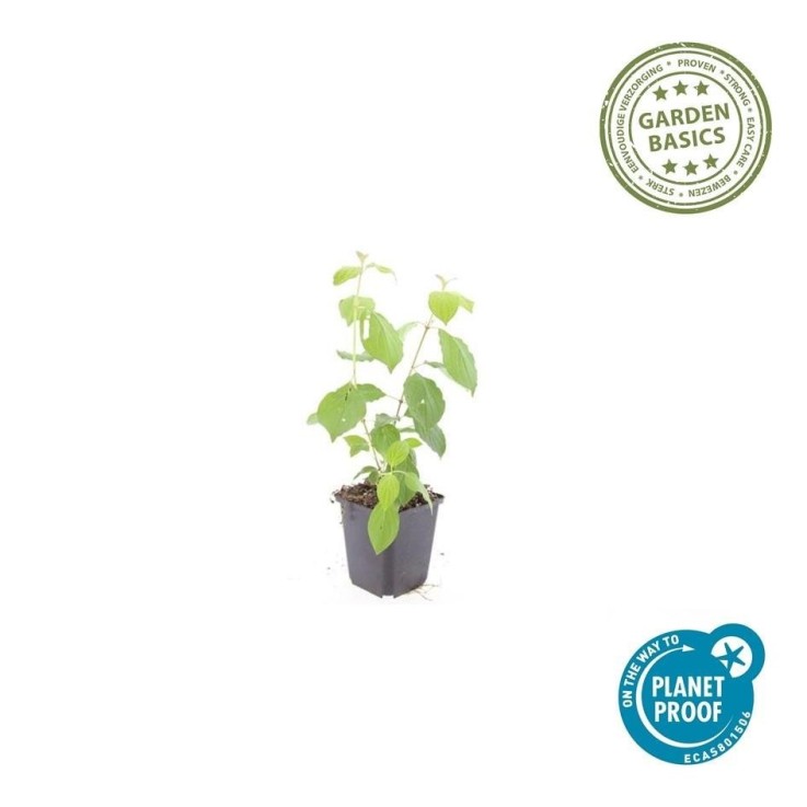 Cornouiller sanguin 'Midwinter Fire' -  60