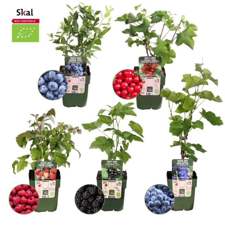 Plantes Fruitières x5