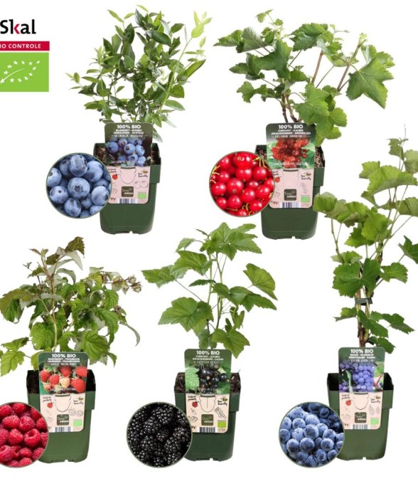 Plantes Fruitières x5
