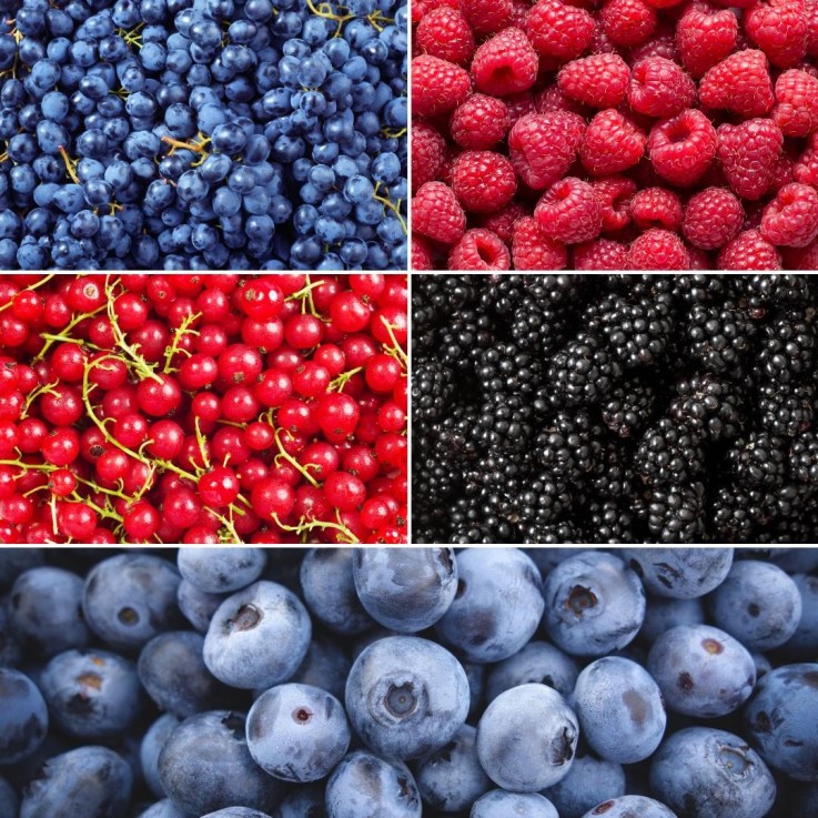 Plantes Fruitières x5