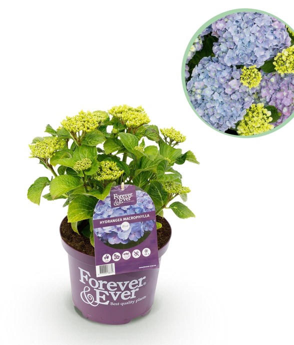 Hortensia pourpre en pot