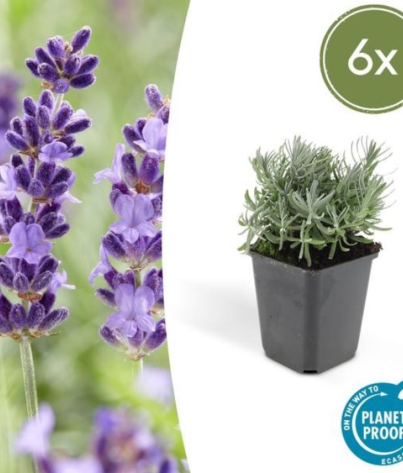 Lavande 'Hidcote' -  6