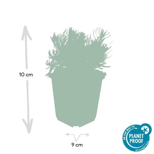 Lavande 'Hidcote' -  6