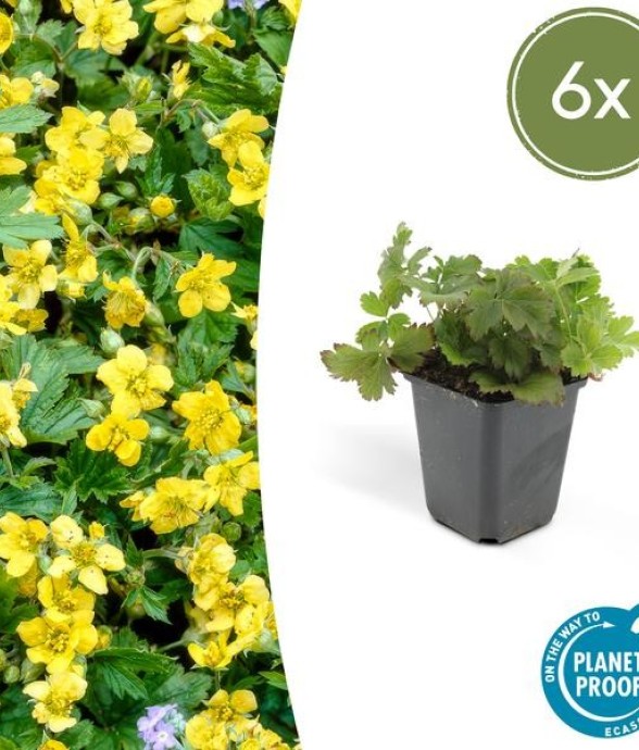 Waldsteinie faux-fraisier -...