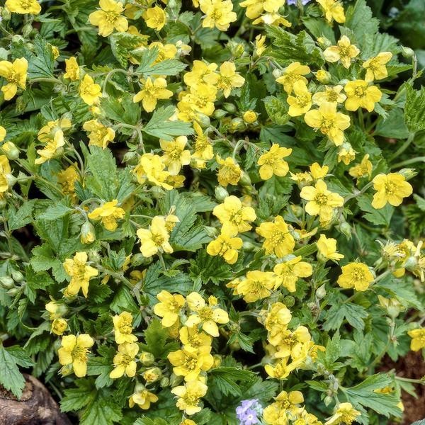 Waldsteinie faux-fraisier -  12