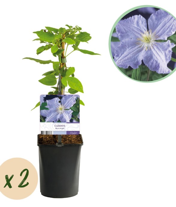 Clématite Blue Angel x2