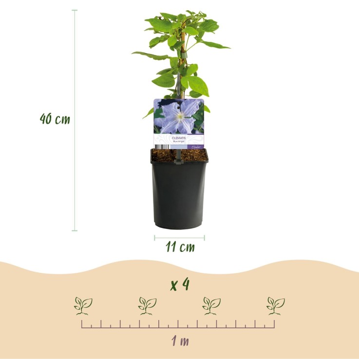 Clématite Blue Angel x2