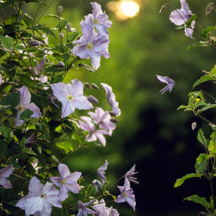 Clématite Blue Angel x2