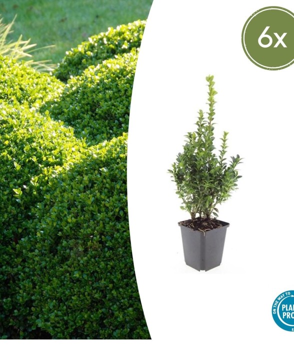 Buis buxus Sempervirens -  6