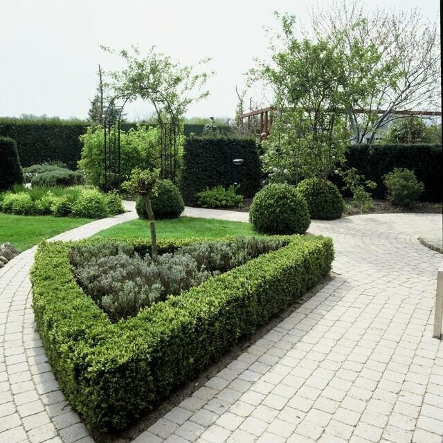 Buis buxus Sempervirens -  6