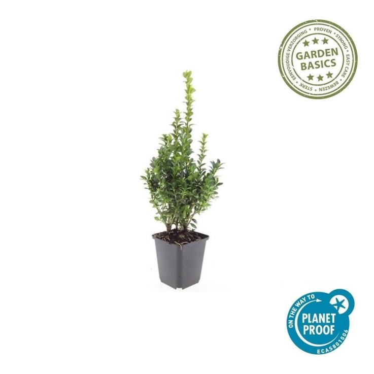 Buis buxus Sempervirens -  6