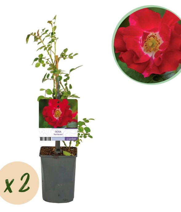 Rosier Rouge Queen x2