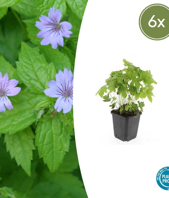 Géranium noueux -  6