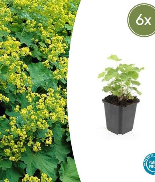 Alchémille commune -  60