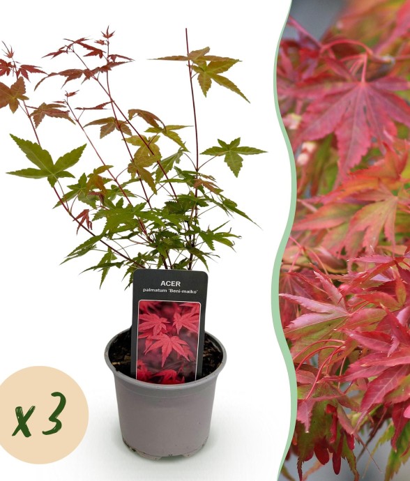 Erable palmatum Beni-maiko x3
