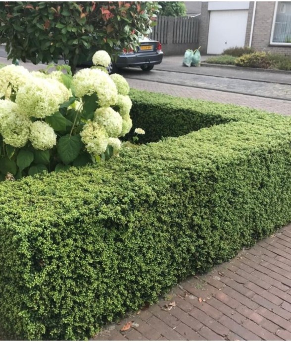 Ilex crenata 'Jenny' -  12