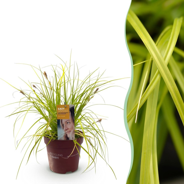 Carex oshimensis Everillo en pot