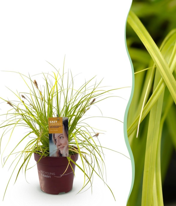 Carex oshimensis Everillo...