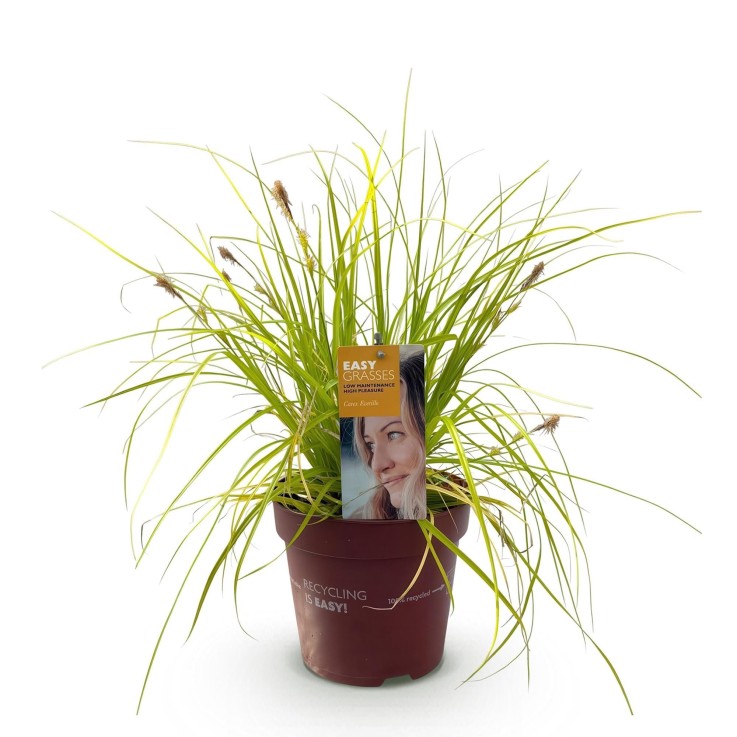 Carex oshimensis Everillo en pot