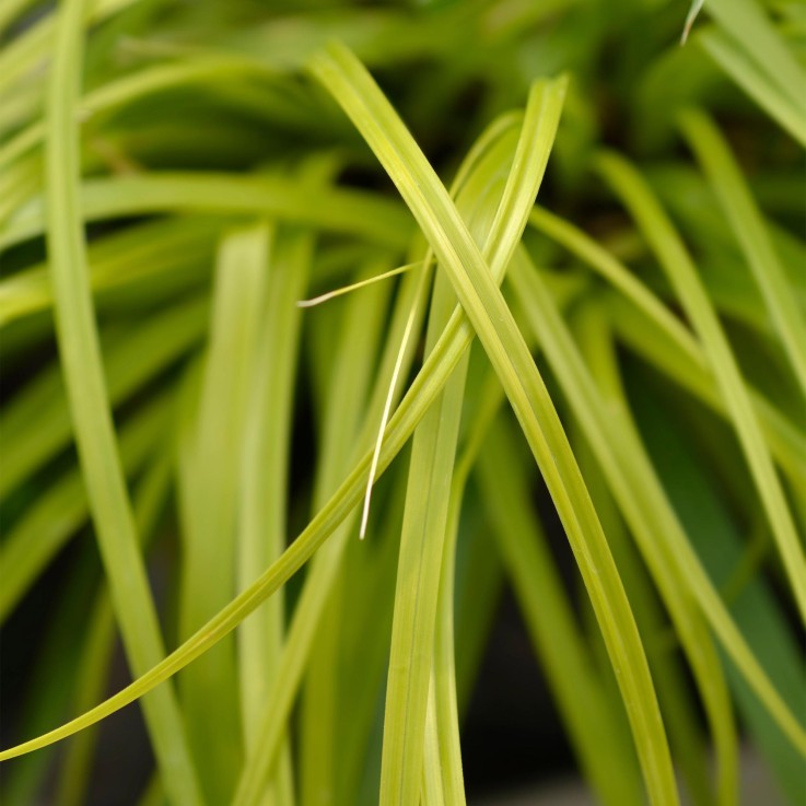 Carex oshimensis Everillo en pot