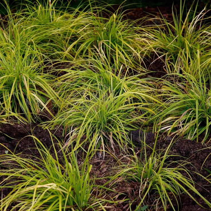 Carex oshimensis Everillo en pot