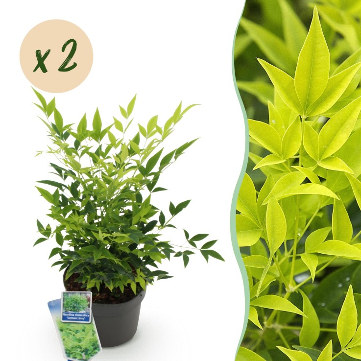 Nandina domestica Lemon & Lime x2