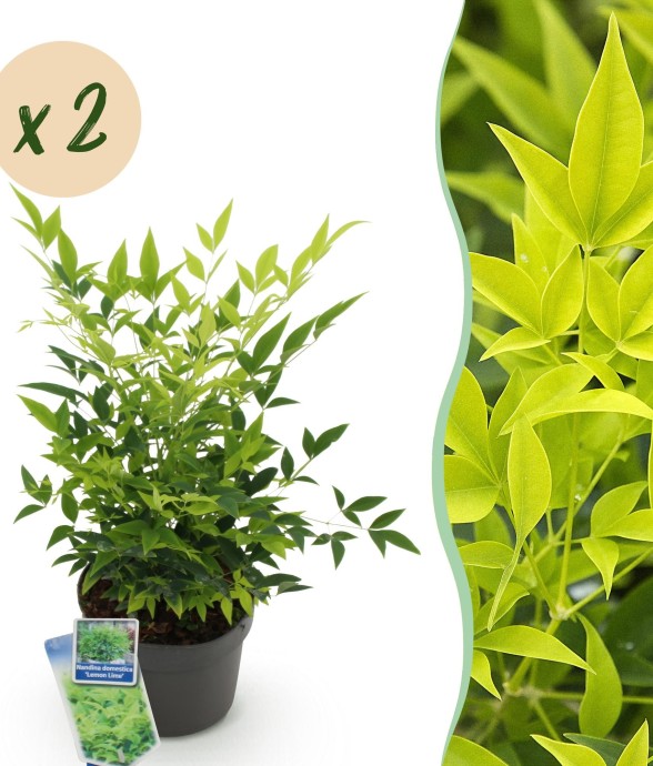 Nandina domestica Lemon &...